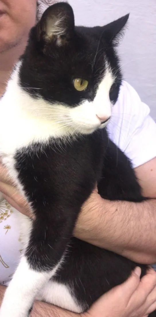 Gato raça SRD-ViraLata idade 4 anos nome Café