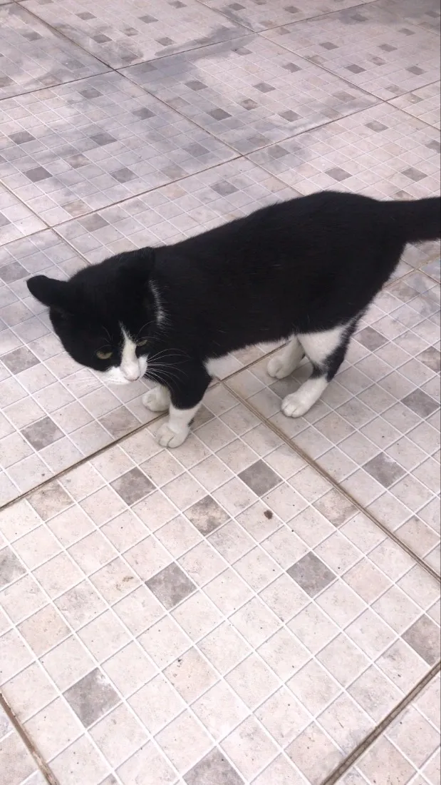 Gato raça SRD-ViraLata idade 4 anos nome Café