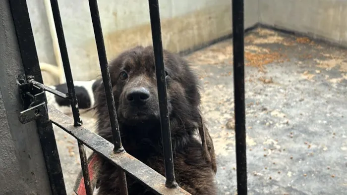 Cachorro raça SRD-ViraLata idade 4 anos nome Black e Clipton