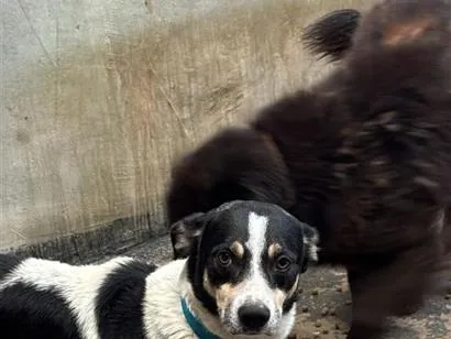 Cachorro raça SRD-ViraLata idade 4 anos nome Black e Clipton