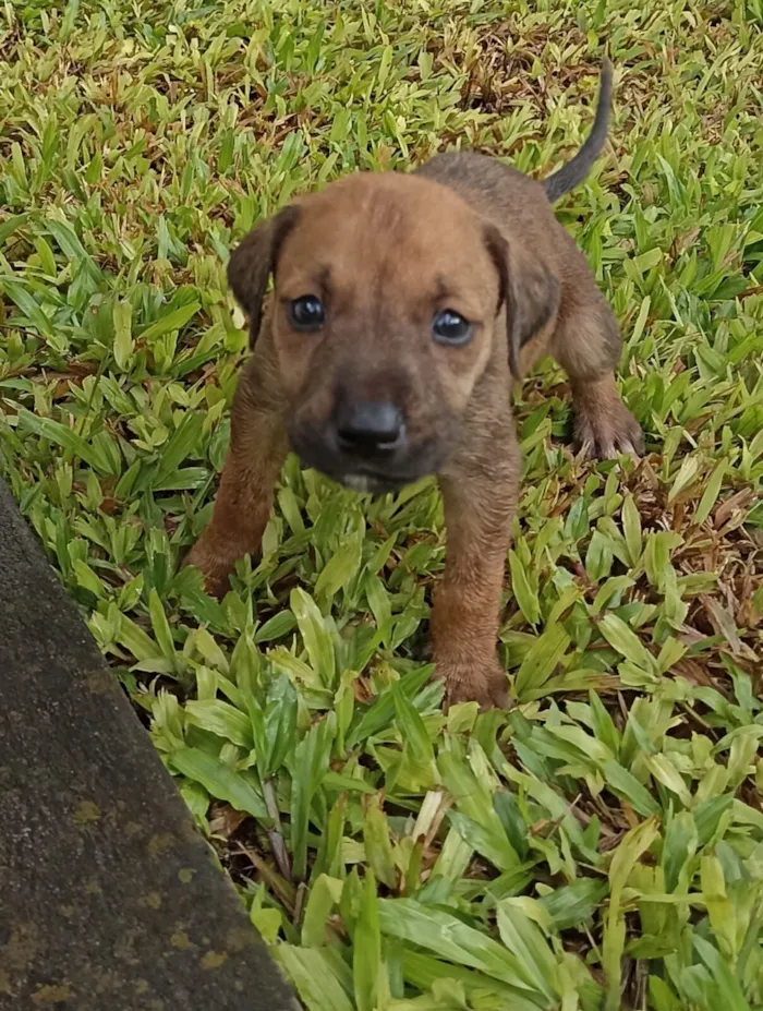 Cachorro raça Dobermann idade Abaixo de 2 meses nome nao tem