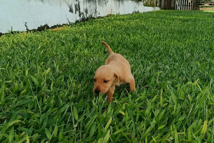 Cachorro raça Dobermann idade Abaixo de 2 meses nome nao tem