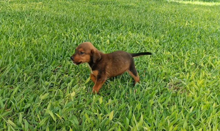 Cachorro raça Dobermann idade Abaixo de 2 meses nome nao tem