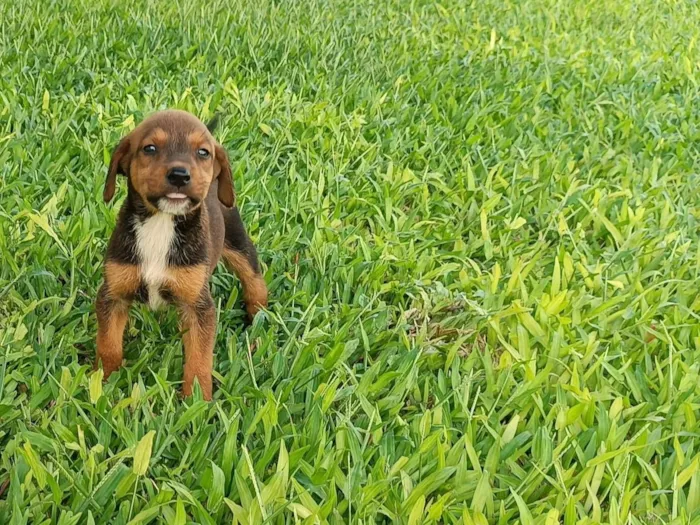 Cachorro raça Dobermann idade Abaixo de 2 meses nome nao tem