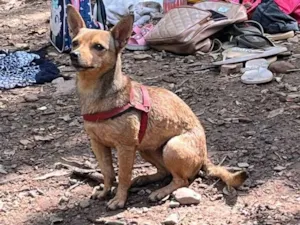 Cachorro raça SRD-ViraLata idade 5 anos nome Malú 