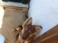 Nala