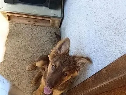Cachorro raça Pastor Alemão idade 2 a 6 meses nome Nala