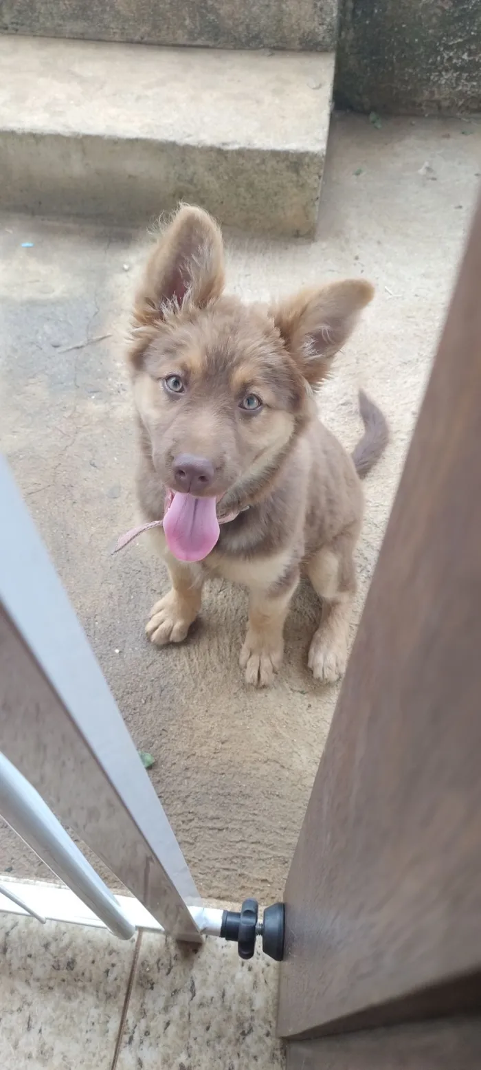 Cachorro raça Pastor Alemão idade 2 a 6 meses nome Nala