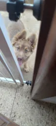 Nala