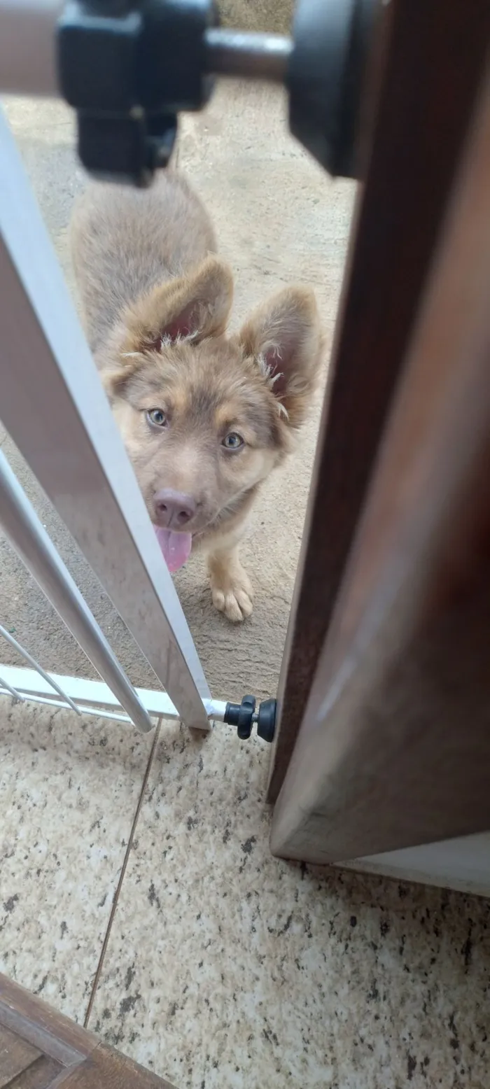Cachorro raça Pastor Alemão idade 2 a 6 meses nome Nala