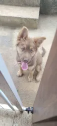 Nala