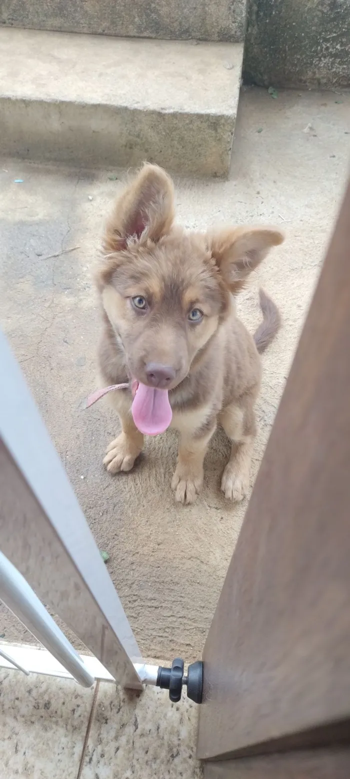 Cachorro raça Pastor Alemão idade 2 a 6 meses nome Nala