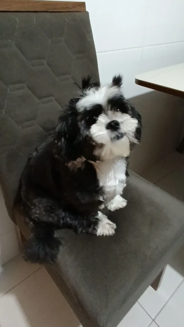 Cachorro raça Shitzu idade 6 ou mais anos nome July