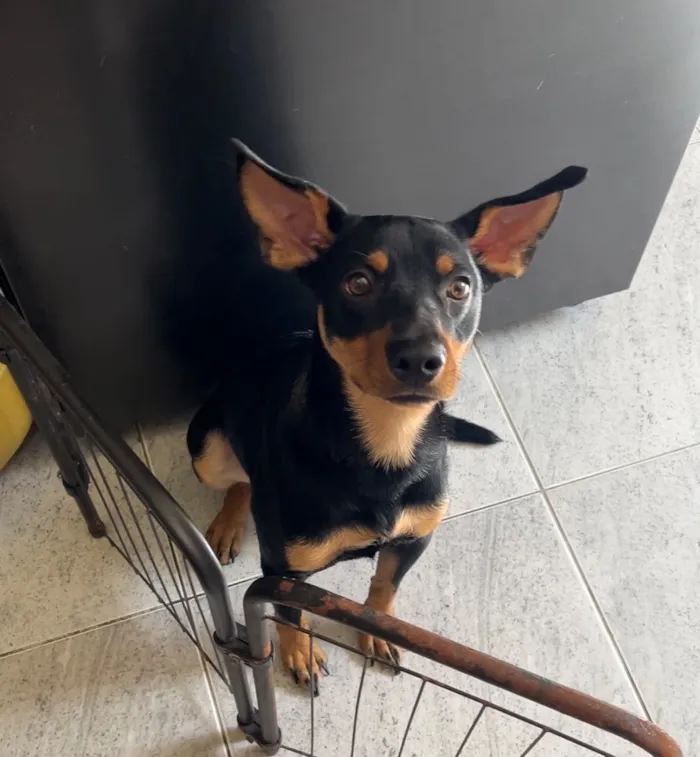 Cachorro raça SRD-ViraLata idade 1 ano nome Tony 