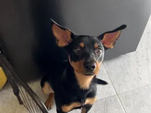 Cachorro raça SRD-ViraLata idade 1 ano nome Tony 