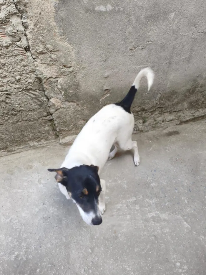 Cachorro raça SRD-ViraLata idade 1 ano nome Mila