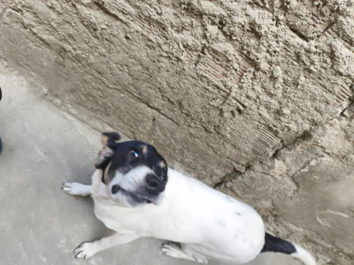 Cachorro raça SRD-ViraLata idade 1 ano nome Mila