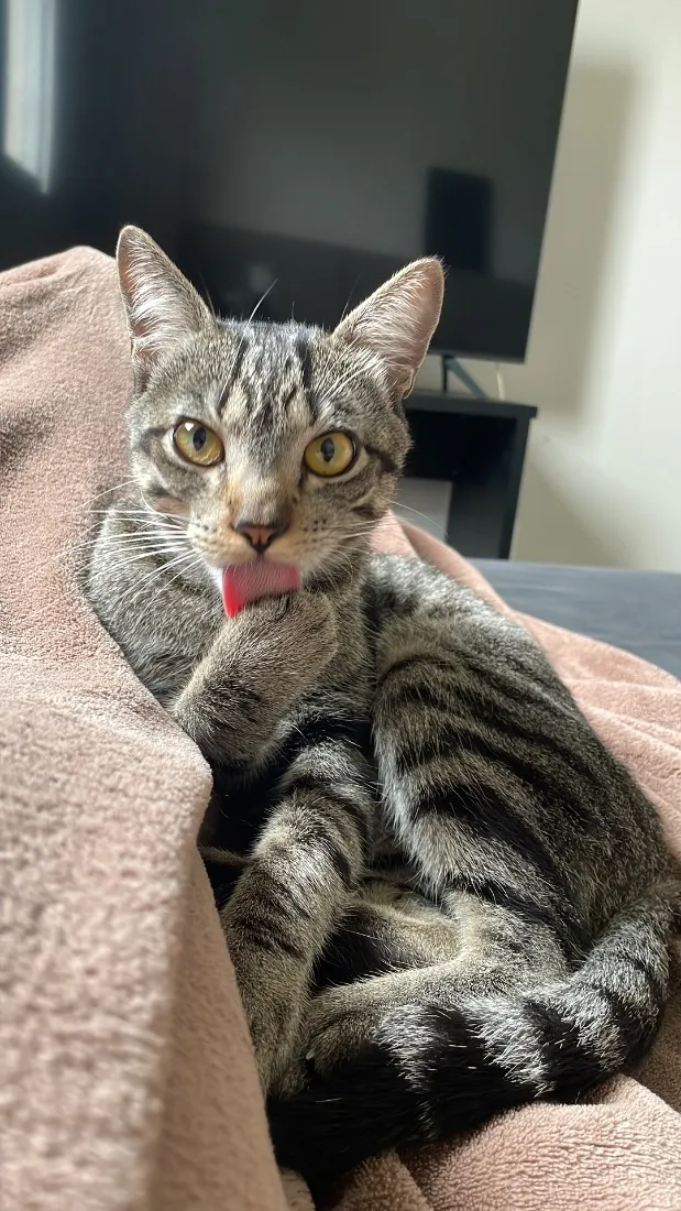 Gato raça SRD-ViraLata idade 7 a 11 meses nome Romeu