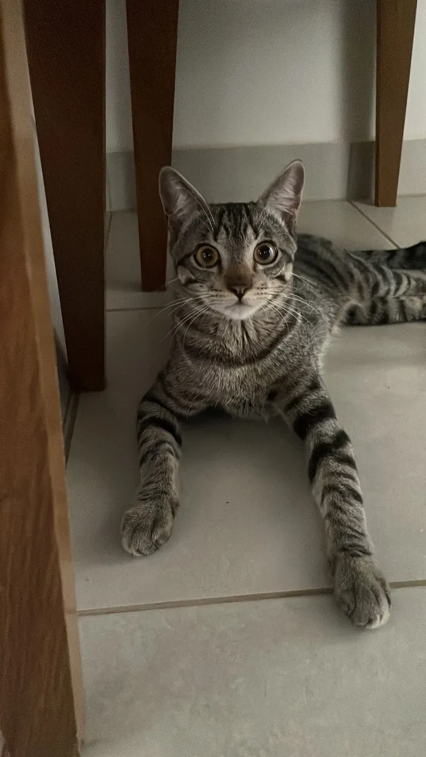 Gato raça SRD-ViraLata idade 7 a 11 meses nome Romeu