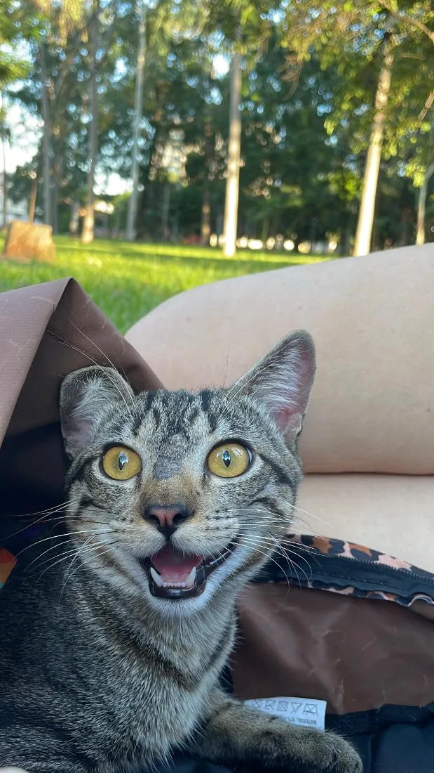 Gato raça SRD-ViraLata idade 7 a 11 meses nome Romeu