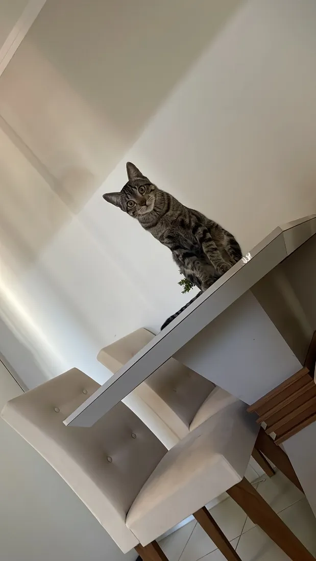 Gato raça SRD-ViraLata idade 7 a 11 meses nome Romeu