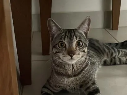 Gato raça SRD-ViraLata idade 7 a 11 meses nome Romeu