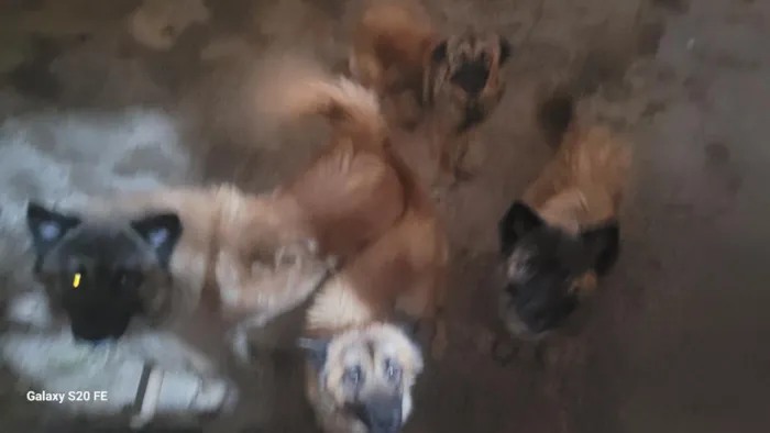 Cachorro raça SRD-ViraLata idade 1 ano nome pastor alemão com shauchau