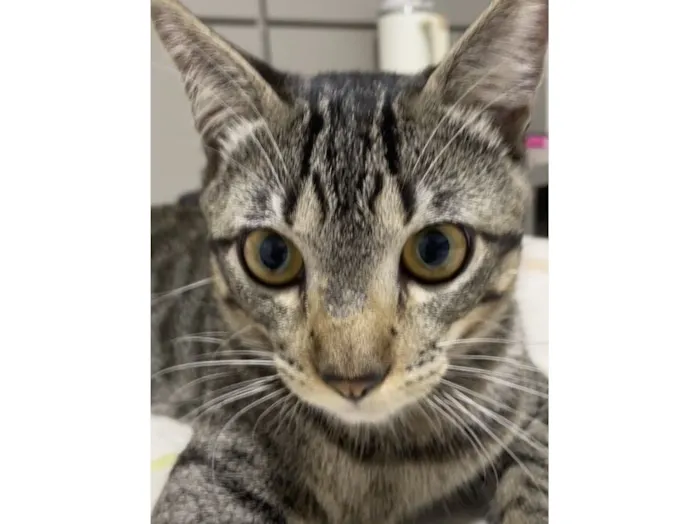 Gato raça SRD-ViraLata idade 7 a 11 meses nome Romeu