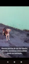 Nescau