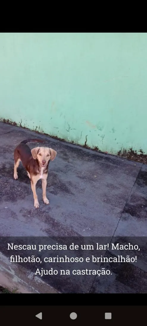Cachorro raça SRD-ViraLata idade 2 a 6 meses nome Nescau
