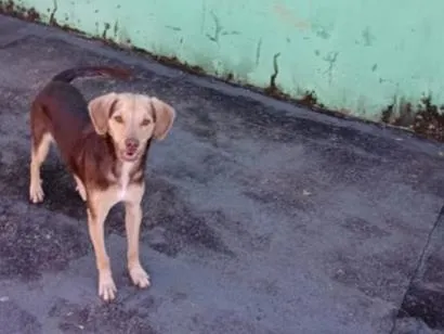 Cachorro raça SRD-ViraLata idade 2 a 6 meses nome Nescau