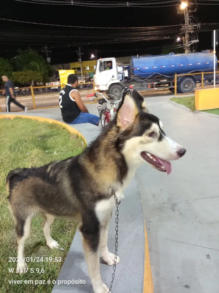Cachorro raça SRD-ViraLata idade 1 ano nome Luna