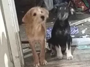 Cachorro raça SRD-ViraLata idade 2 a 6 meses nome kiara