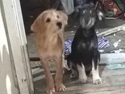 Cachorro raça SRD-ViraLata idade 2 a 6 meses nome kiara