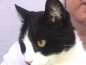 Gato raça SRD-ViraLata idade 4 anos nome Café