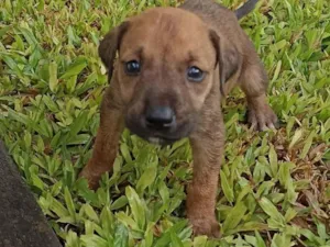 Cachorro raça Dobermann idade Abaixo de 2 meses nome nao tem