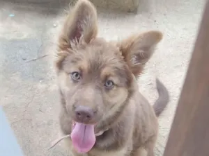 Cachorro raça Pastor Alemão idade 2 a 6 meses nome Nala