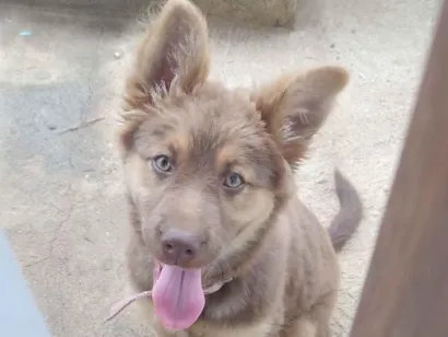 Cachorro raça Pastor Alemão idade 2 a 6 meses nome Nala