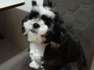 Cachorro raça Shitzu idade 6 ou mais anos nome July