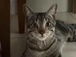 Gato raça SRD-ViraLata idade 7 a 11 meses nome Romeu
