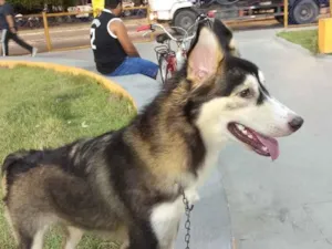 Cachorro raça SRD-ViraLata idade 1 ano nome Luna
