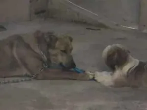 Cachorro raça SRD-ViraLata idade 1 ano nome Jamel e Caipirinha