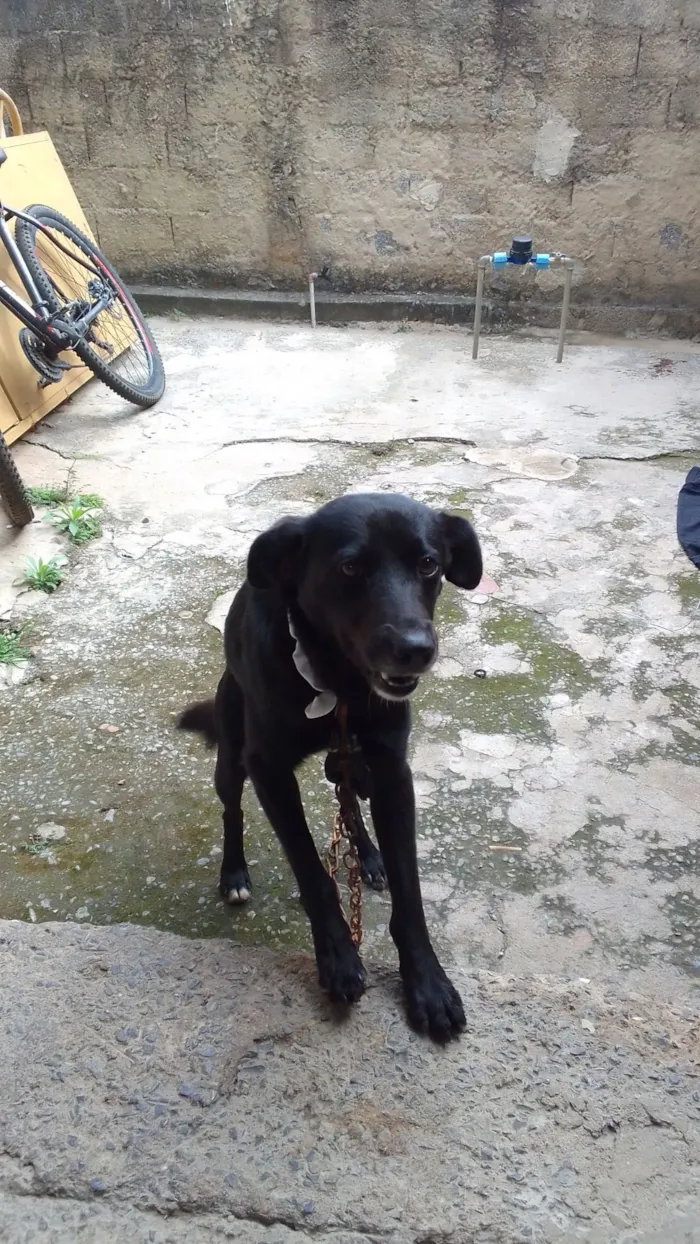 Cachorro raça SRD-ViraLata idade 2 anos nome não tem nome.