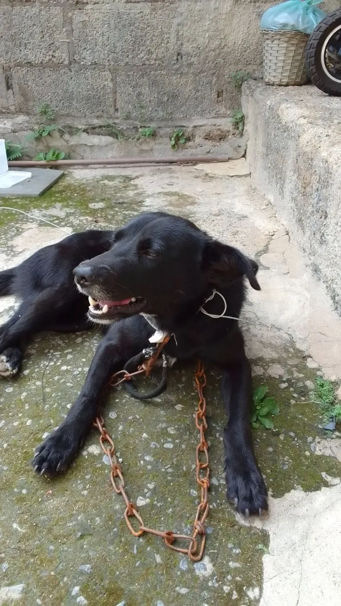 Cachorro raça SRD-ViraLata idade 2 anos nome não tem nome.