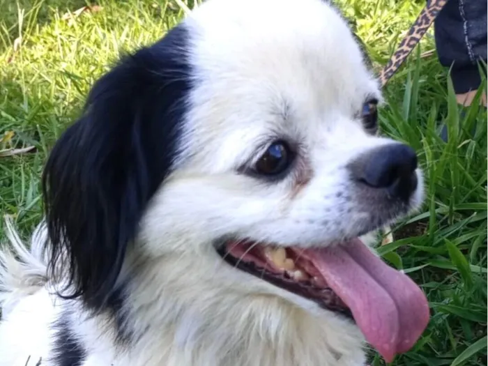 Cachorro raça Shitzu idade 7 a 11 meses nome Snoopy 