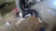 estrela 