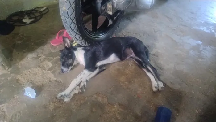 Cachorro raça SRD-ViraLata idade 2 a 6 meses nome estrela 