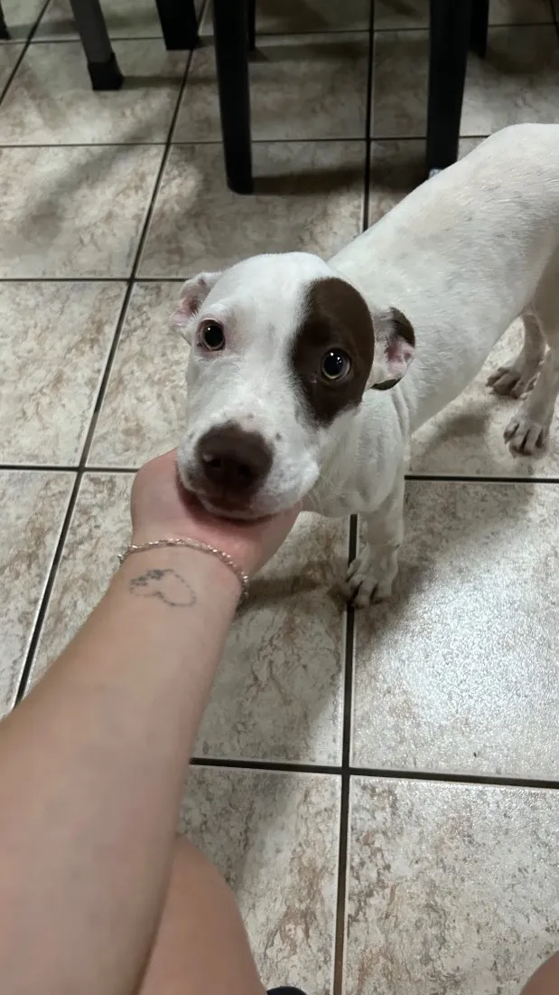 Cachorro raça SRD-ViraLata idade 7 a 11 meses nome Lucky