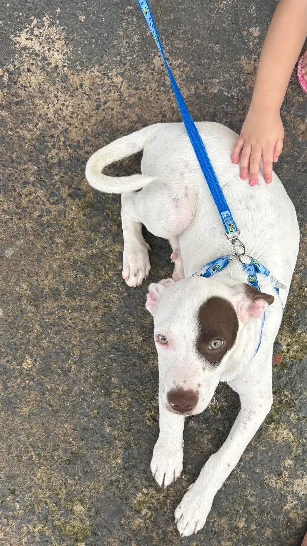 Cachorro raça SRD-ViraLata idade 7 a 11 meses nome Lucky