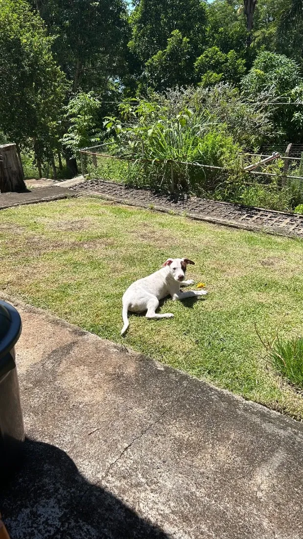 Cachorro raça SRD-ViraLata idade 7 a 11 meses nome Lucky
